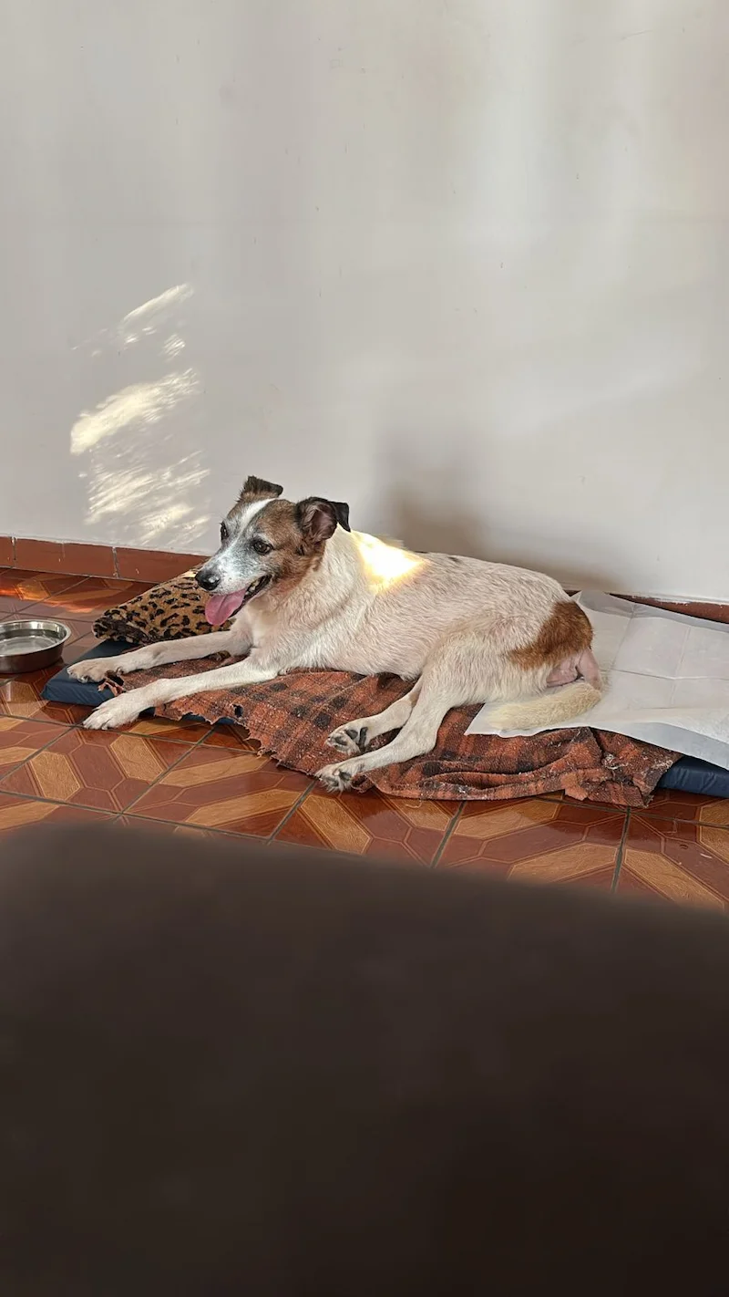 Cão idoso descansando no Asilo Canino da Curicas Pet em Osasco