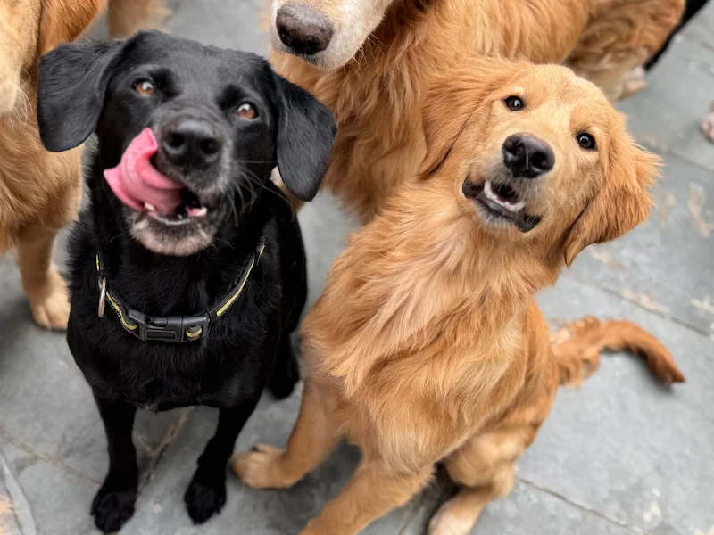 Cães brincando livremente na Creche Canina da Curicas Pet em Osasco e Zona Oeste SP