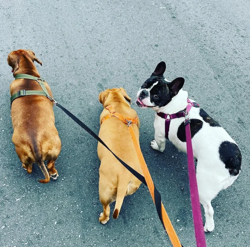 Dog Walker com GPS acompanhando cão em passeio seguro em Osasco