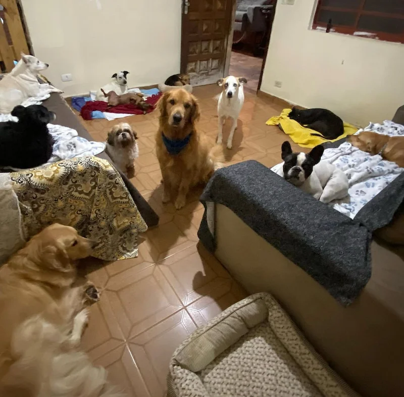 Cão hospedado de forma livre e acolhedora no Hotel Pet Curicas em Osasco