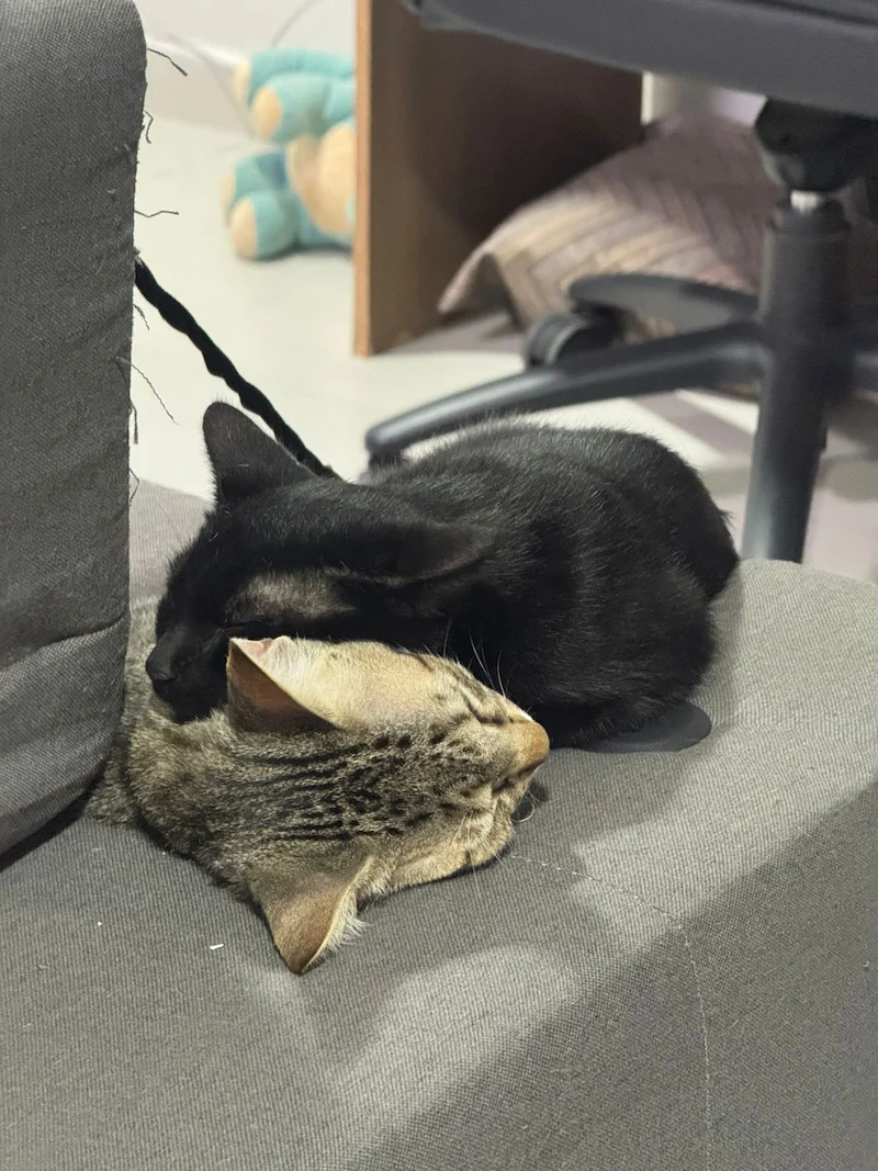 Pet Sitter profissional da Curicas Pet cuidando de cão em domicílio em Osasco